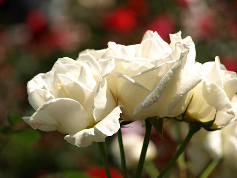 7614f780e8-2
