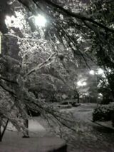 奈良_雪7