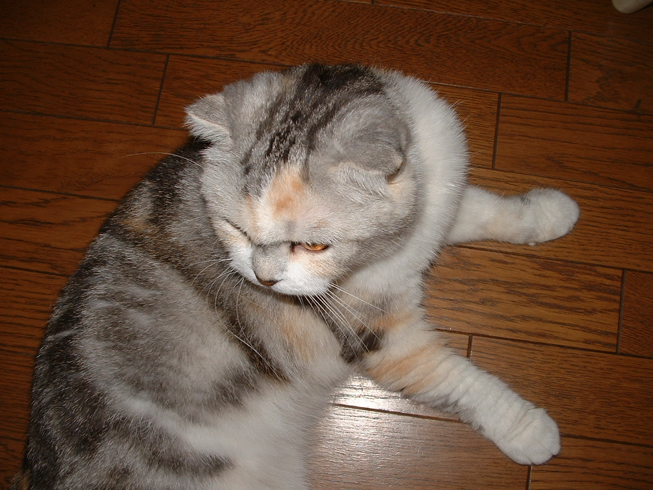 arya1