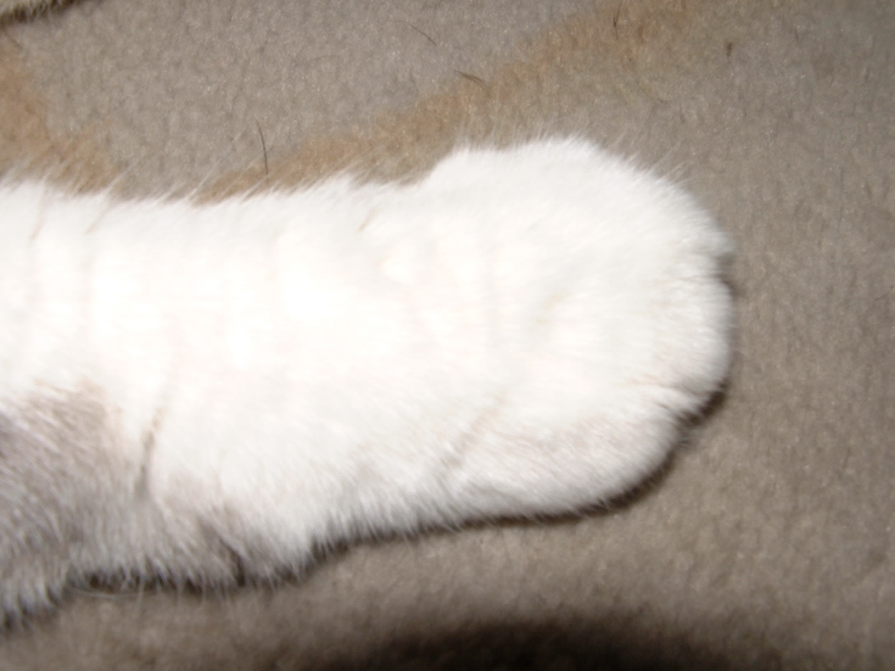 simon1
