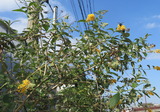 ¥Ö¥Ã¥É¥ì¥¢¡¦¥¤¥¨¥í¡¼¥Þ¥¸¥Ã¥¯