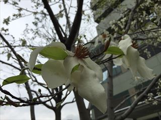 IMG_7425R_