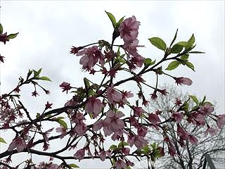IMG_7426R_