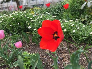 IMG_7413R_
