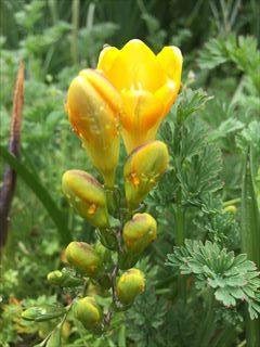IMG_7431R_