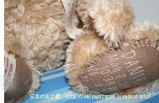 teddy2