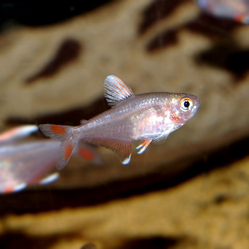 IMGP2853