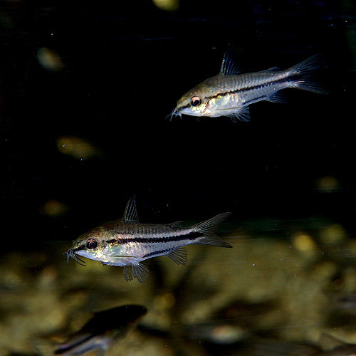 IMGP2470