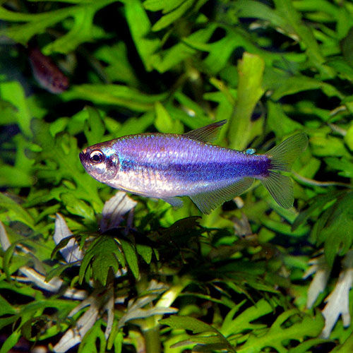 IMGP2568
