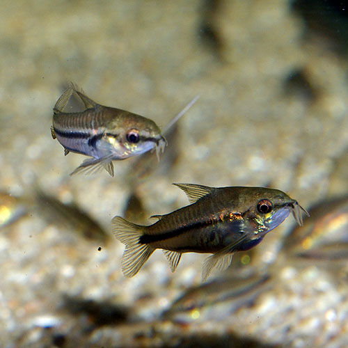 IMGP2467