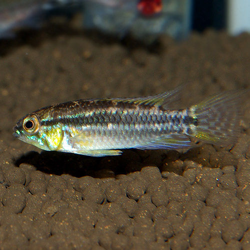 IMGP2326