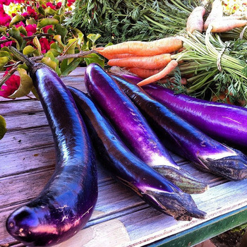 20180330_eggplant_01