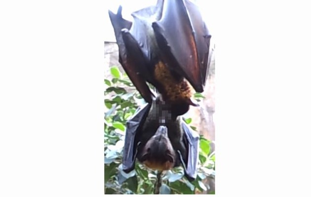 20190301_bat_01