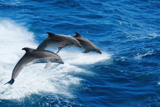 0612dolphins-2