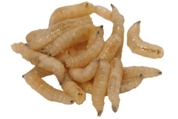 1710_maggotsdiveintopenis_1