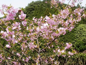 RIMG0064 (2)