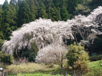 RIMG0084