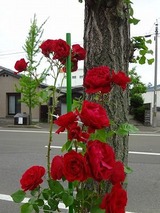 DSC00275