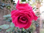 251e21a4.jpg