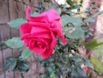 2e79b56b.jpg