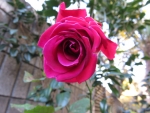 7419a40e.jpg