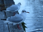 86d2270f.jpg
