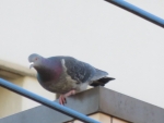 93756d4f.jpg
