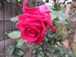 f475e209.jpg