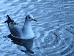 f777e788.jpg