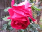 ffa24610.jpg