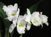 H25 06 01 お葬式をいろどるお花たち その４ 葬儀 家族葬の ワンハートセレモニー 公式サイト