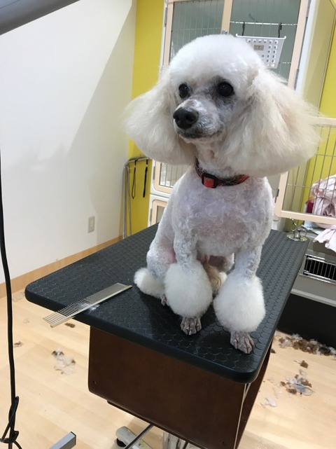 プリン