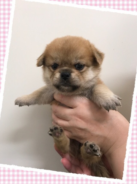 しばぺき