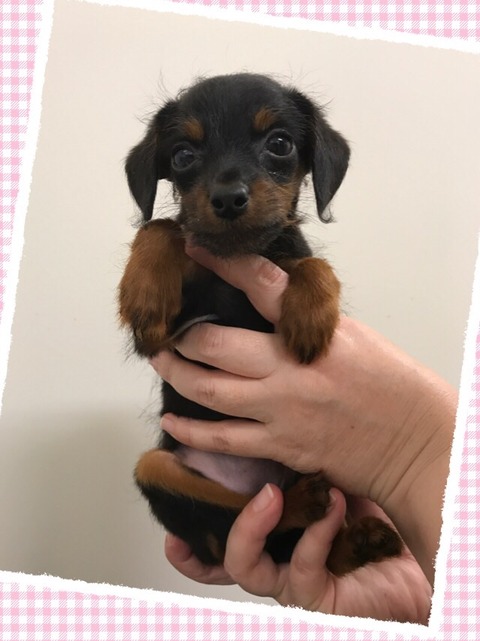 ぷぴん
