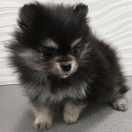 ポメ様♡14kgf 🍇🍷𝓕𝓪𝓶𝓪𝓶𝓪. 𝑮-𝟏.𝟎🍷🍇 𝑃ℎ𝑜𝑡𝑜 𝑏𝑦 🅜🅐