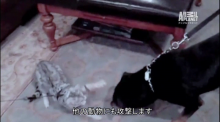 MMT:ペットと飼い主さんのメンテナンス「もしもしタッピング」