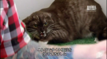 MMT:ペットと飼い主さんのメンテナンス「もしもしタッピング」