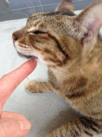 MMT:ペットと飼い主さんのメンテナンス「もしもしタッピング」-ちー