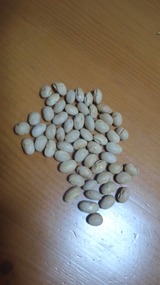 c1100366.jpg