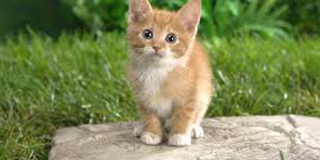 さっき15年飼ってた猫が死んだ