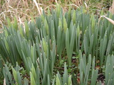 20120307水仙はなめ