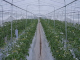 20120501トマト1
