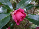 20130304寒椿