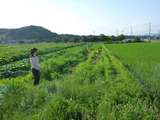 20130629自然農園