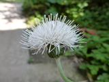 20120806白あざみ