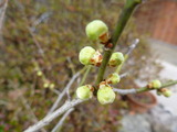 20130304白梅