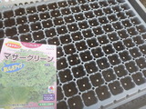 20130303マザーグリーン種まき