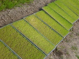 20130411コシヒカリ苗