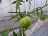 20130426ゼブラトマト