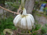 20130304ミツマタ